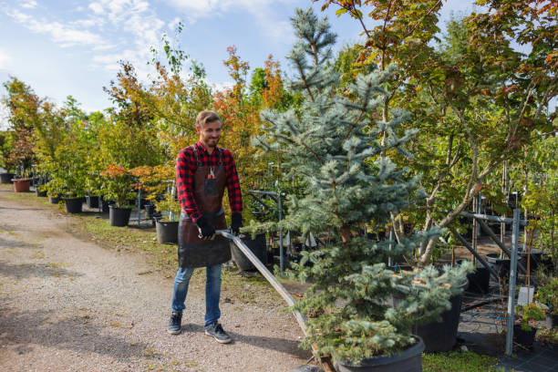 Professional Tree Removal and Landscaping Services in Upland, CA